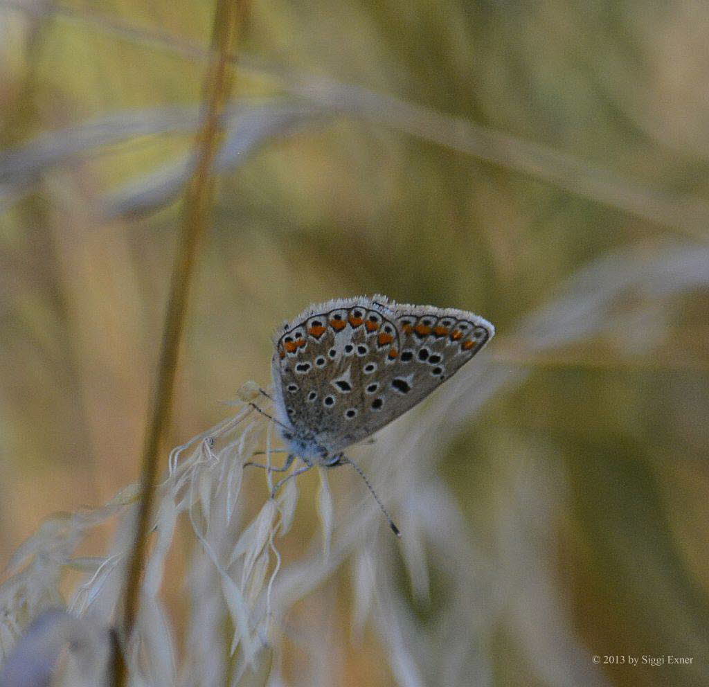 Hauhechelbluling Polyommatus icarus