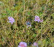 Hauhechelbluling Polyommatus icarus