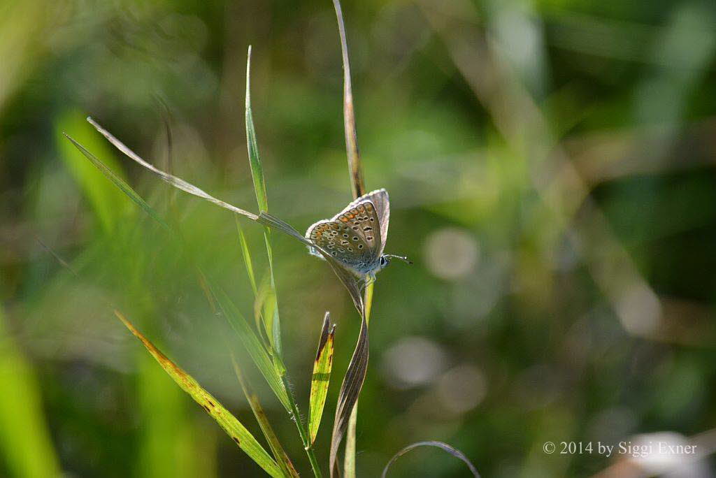 Hauhechelbluling Polyommatus icarus