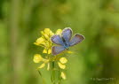 Hauhechelbluling Polyommatus icarus