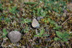 Hauhechelbluling Polyommatus icarus