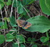 Hauhechelbluling Polyommatus icarus