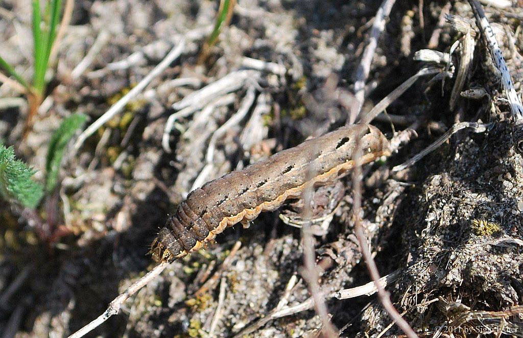 Hausmutter Noctua pronuba