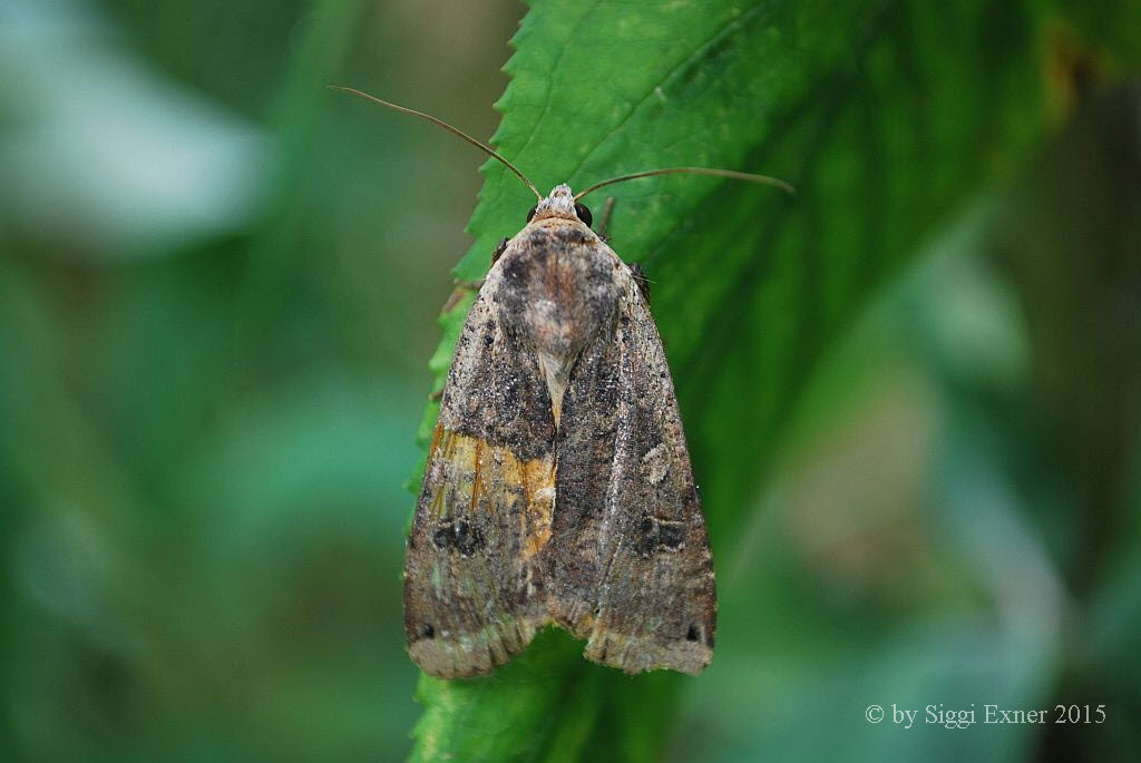 Hausmutter Noctua pronuba