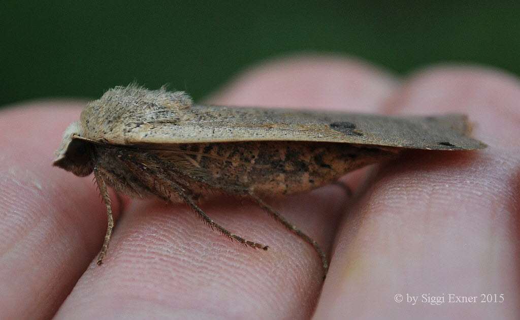 Hausmutter Noctua pronuba