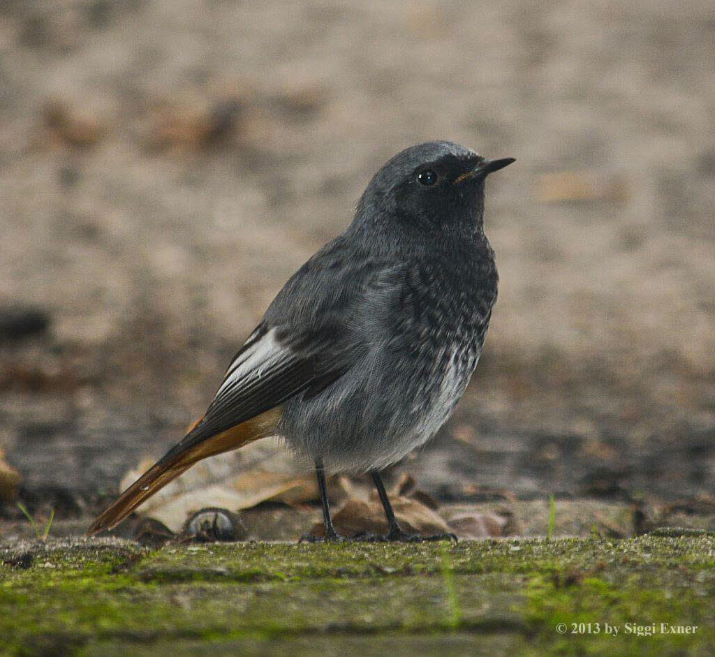 Hausrotschwanz Phoenicurus ochruros