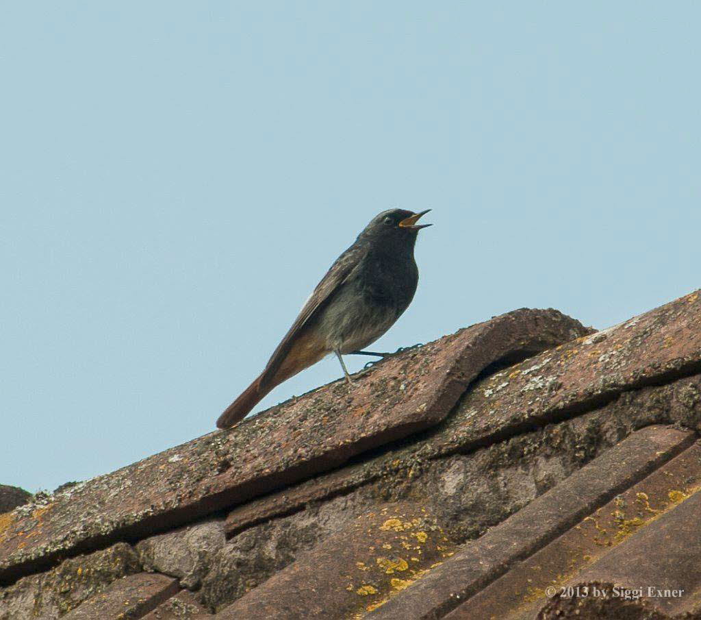 Hausrotschwanz Phoenicurus ochruros