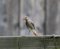 Hausrotschwanz Phoenicurus ochruros