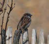 Haussperling Passer domesticus