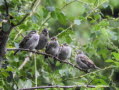 Haussperling Passer domesticus