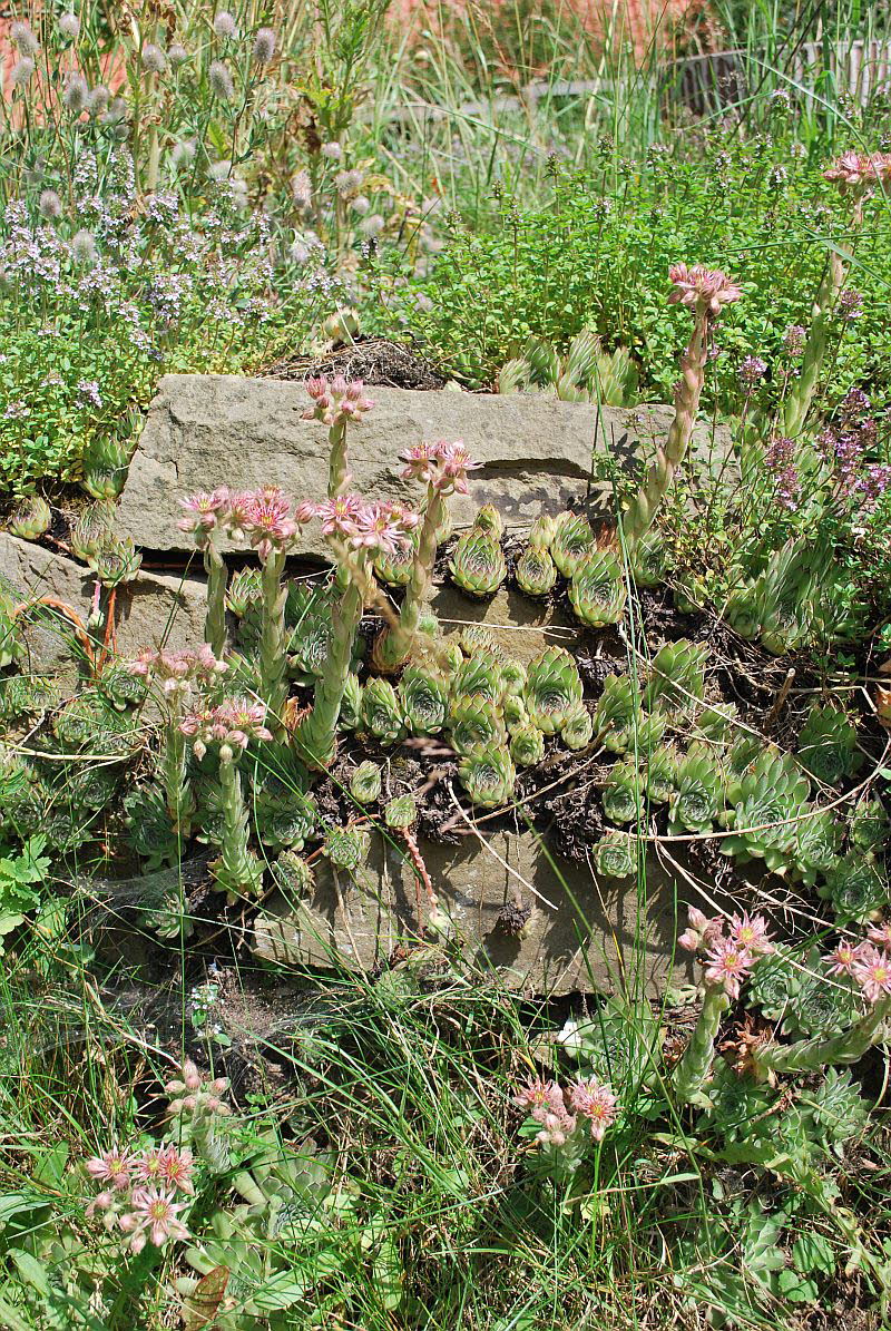 Hauswurz, Dach- Sempervivum tectorum