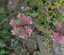 Hauswurz, Dach- Sempervivum tectorum