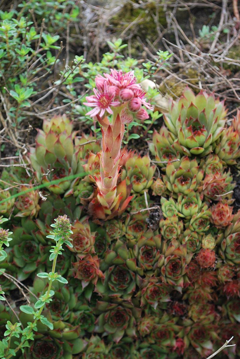 Hauswurz, Spinnenweb- Sempervivum arachnoideum  montanum