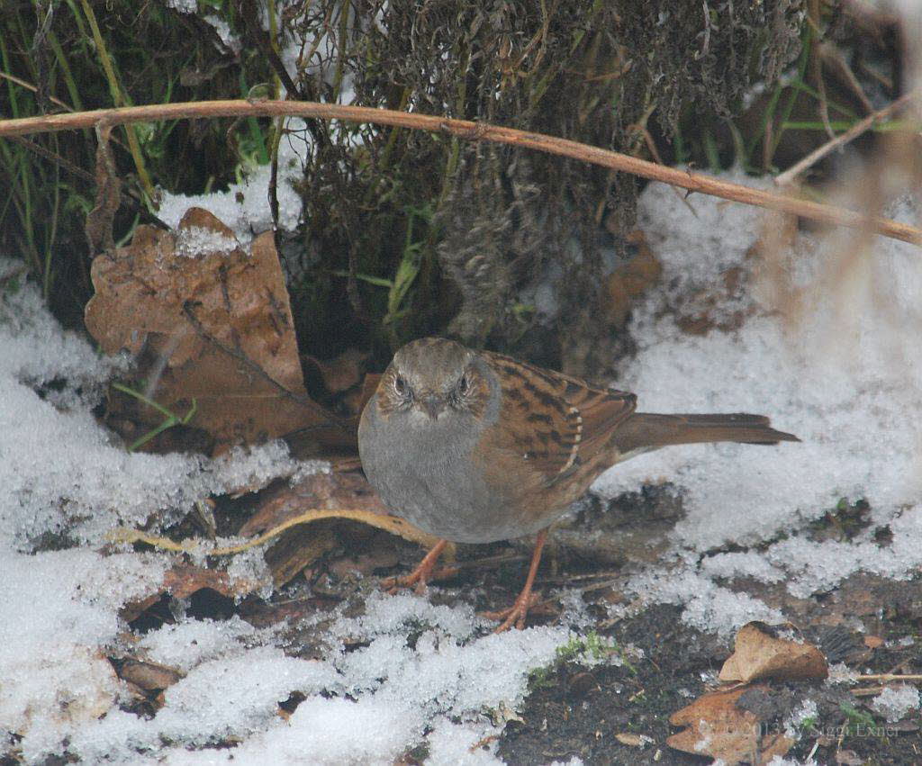 Heckenbraunelle Prunella modularis