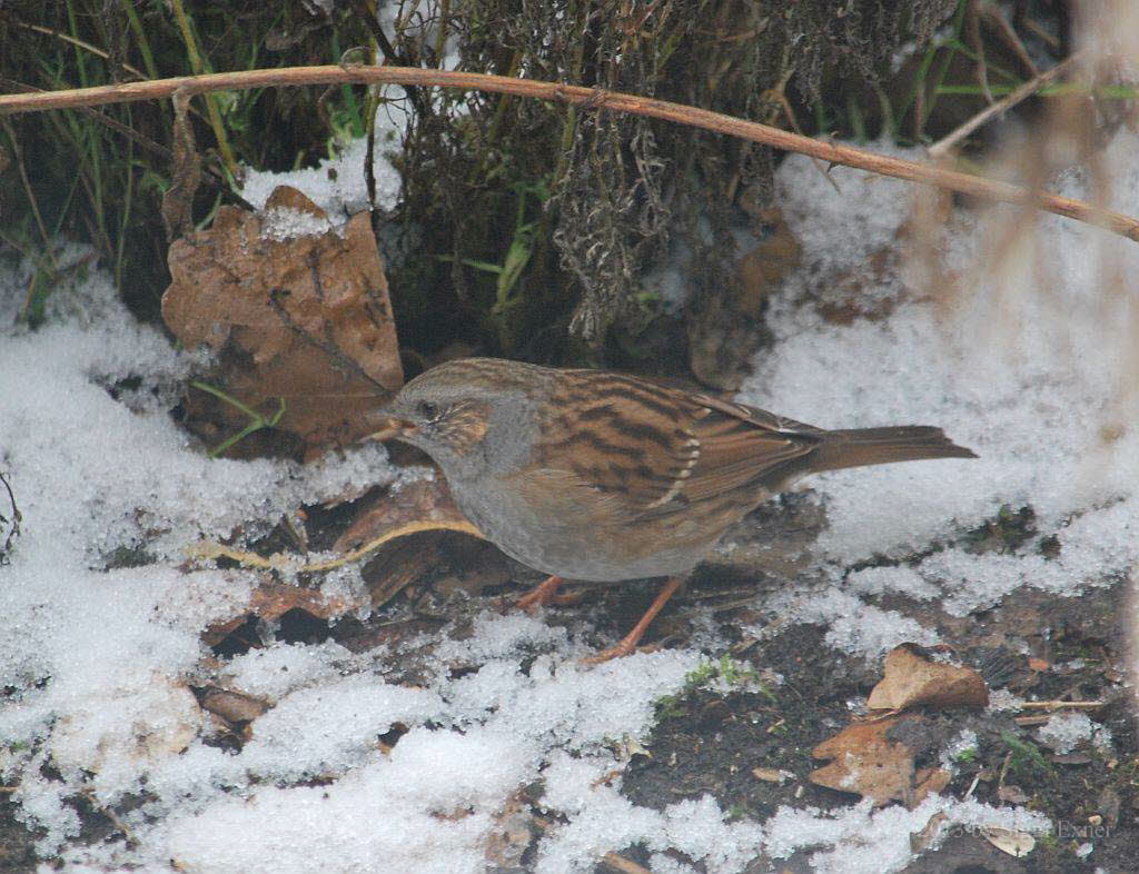 Heckenbraunelle Prunella modularis