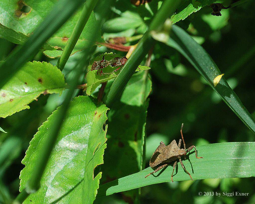 Hellbraune Glasflgelwanze Rhopalus subrufus