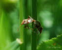 Hellbraune Glasflgelwanze Rhopalus subrufus