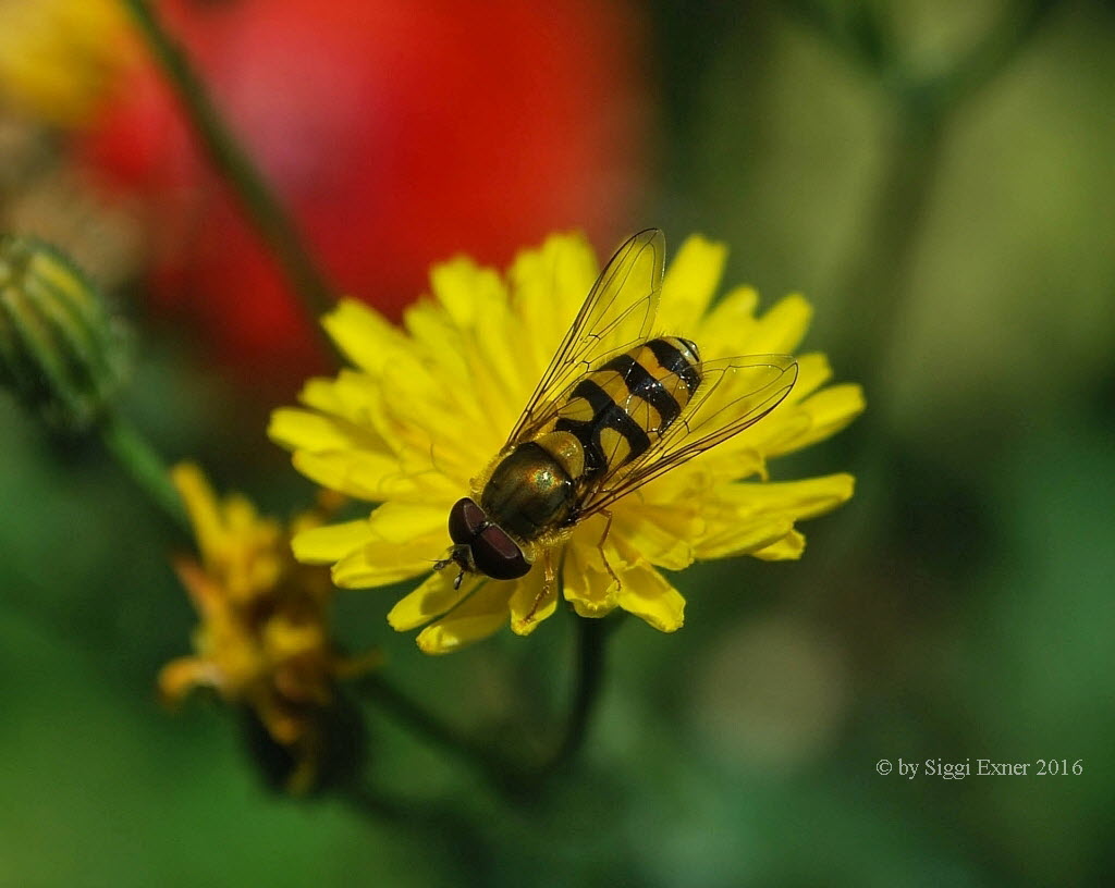 Parasyrphus annulatus Helle Blattlausschwebfliege