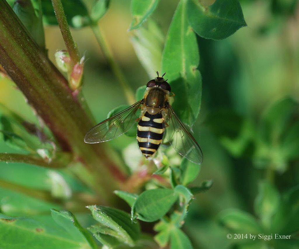 Parasyrphus annulatus Helle Blattlausschwebfliege