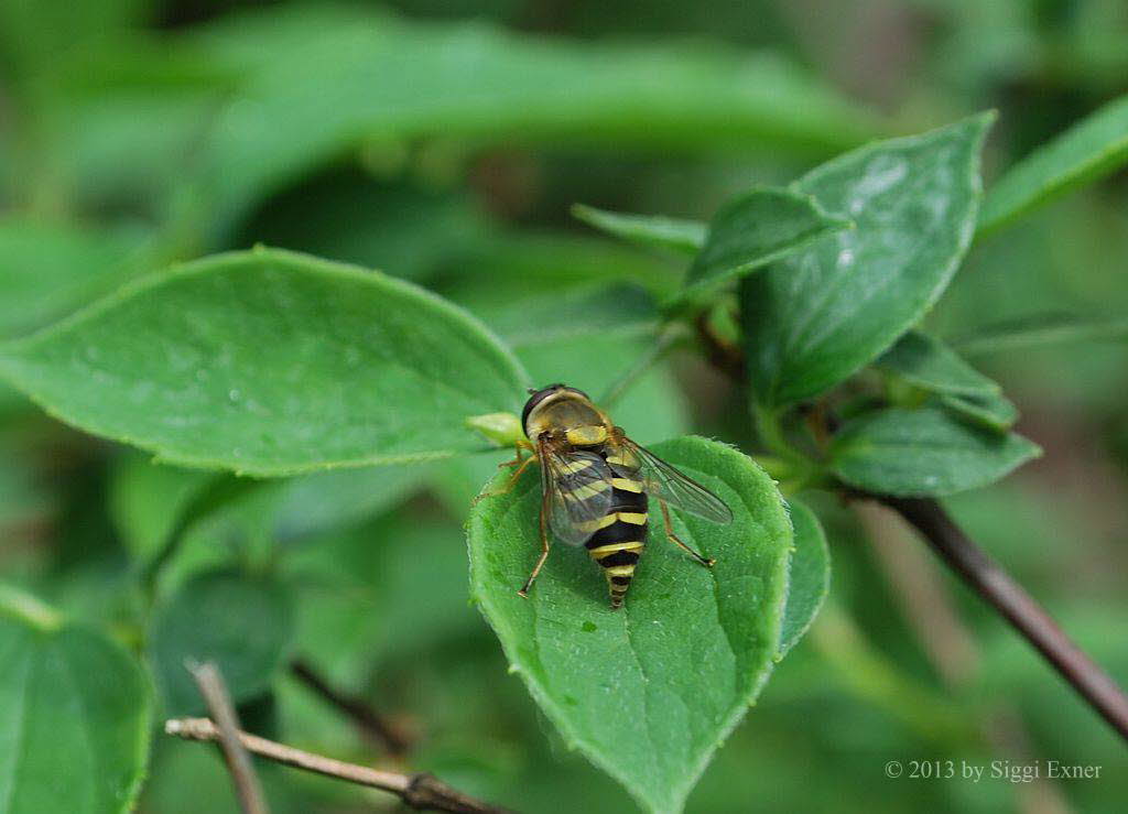 Parasyrphus annulatus Helle Blattlausschwebfliege