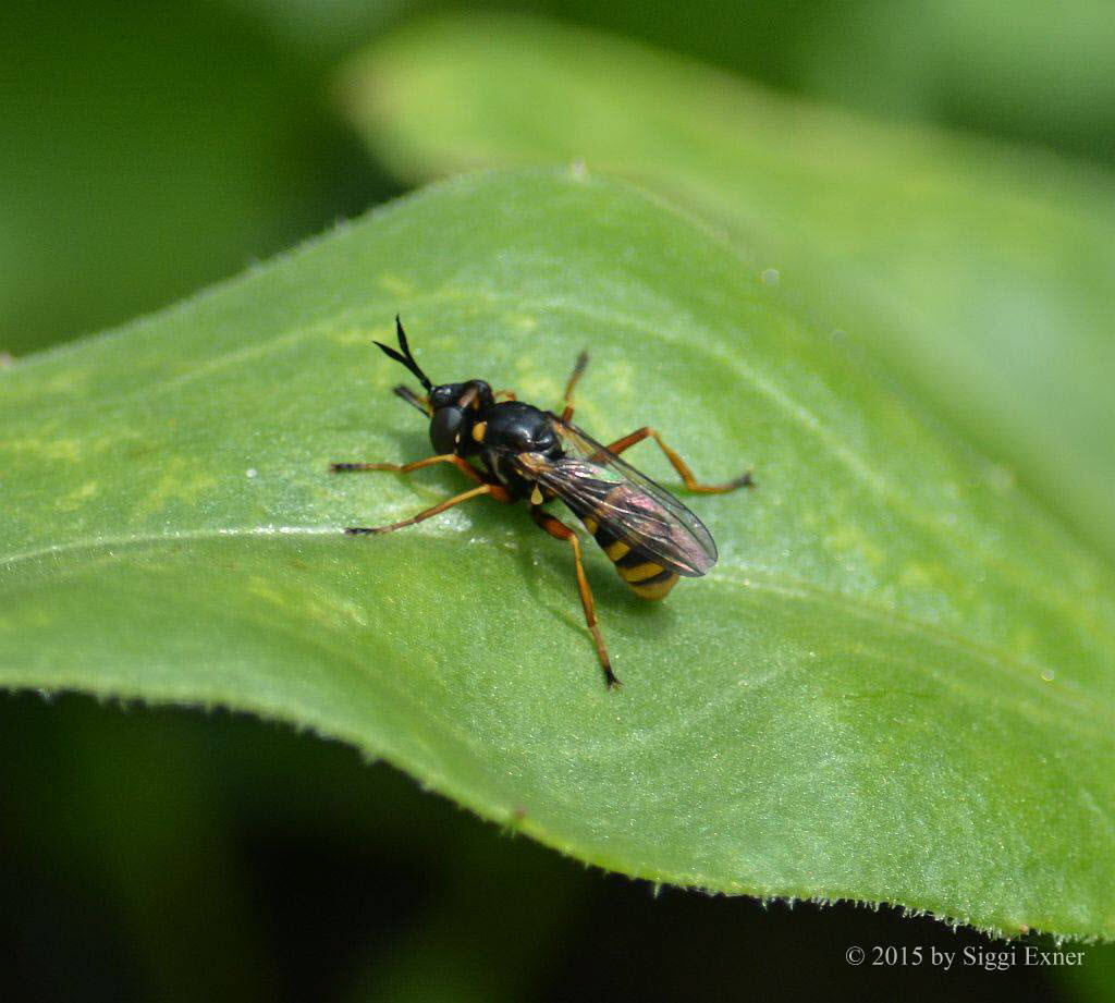 Helle Wespendickkopffliege Conops ceriaeformis