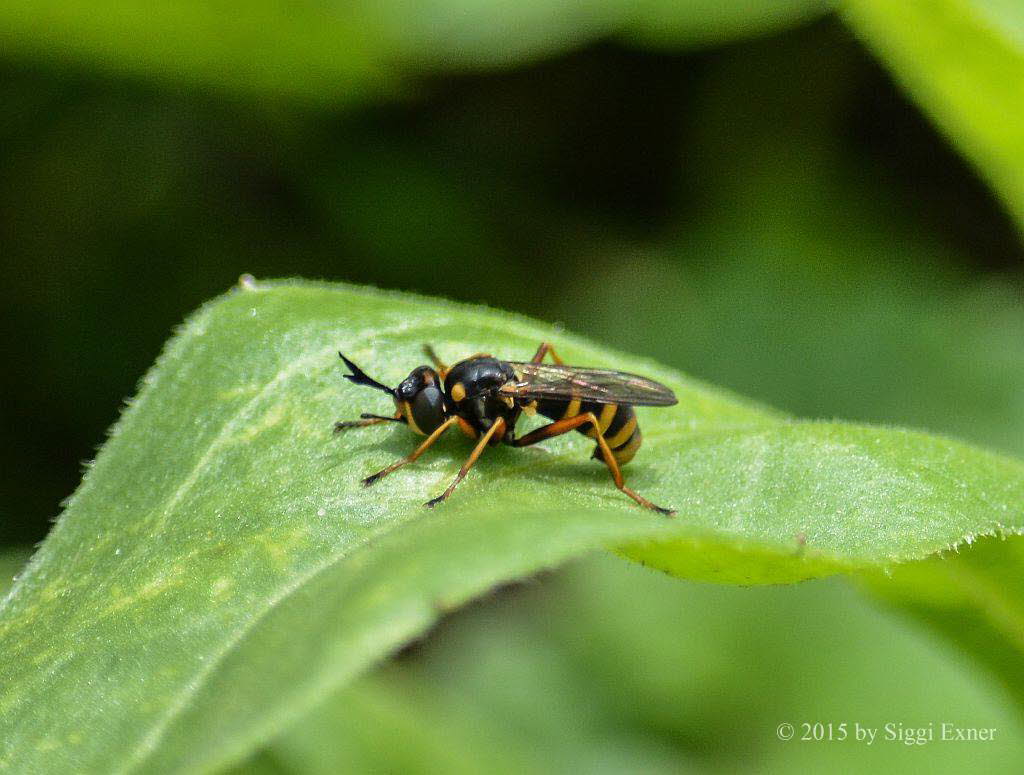 Helle Wespendickkopffliege Conops ceriaeformis