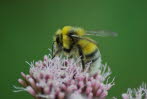 Helle Erdhummel Bombus lucorum