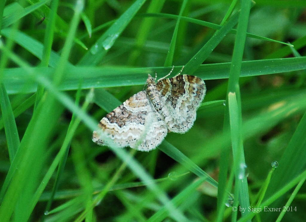 Epirrhoe alternata Graubinden- Labkrautspanner