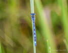 Coenagrion mercuriale Helm-Azurjungfer 