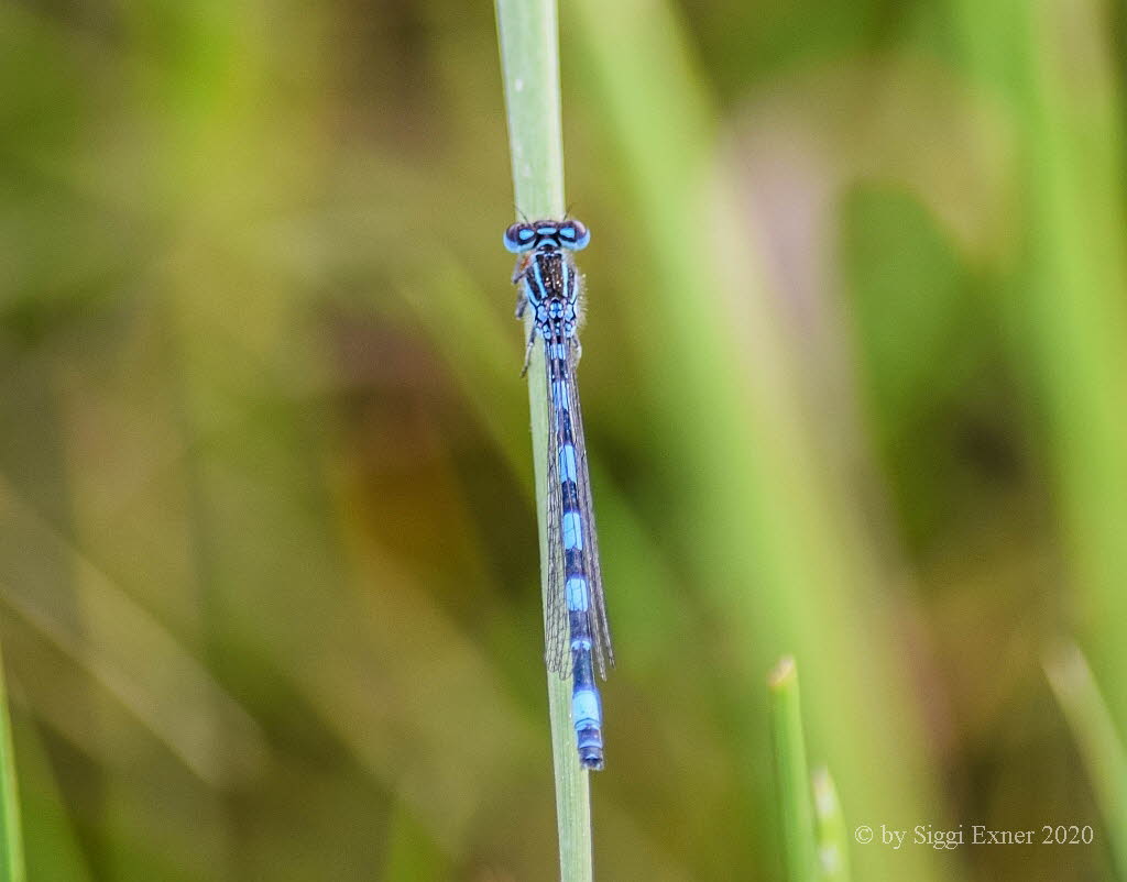 Coenagrion mercuriale Helm-Azurjungfer 