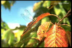 Herbstmosaikjungfer Aeshna mixta