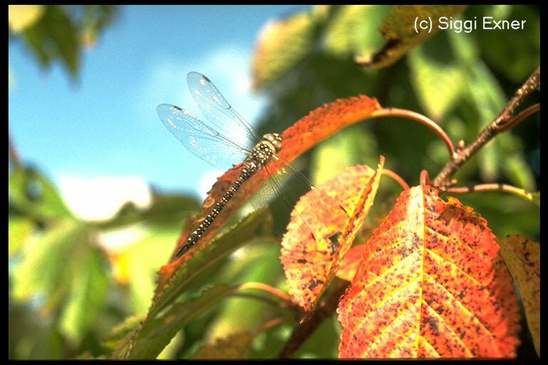 Herbstmosaikjungfer Aeshna mixta