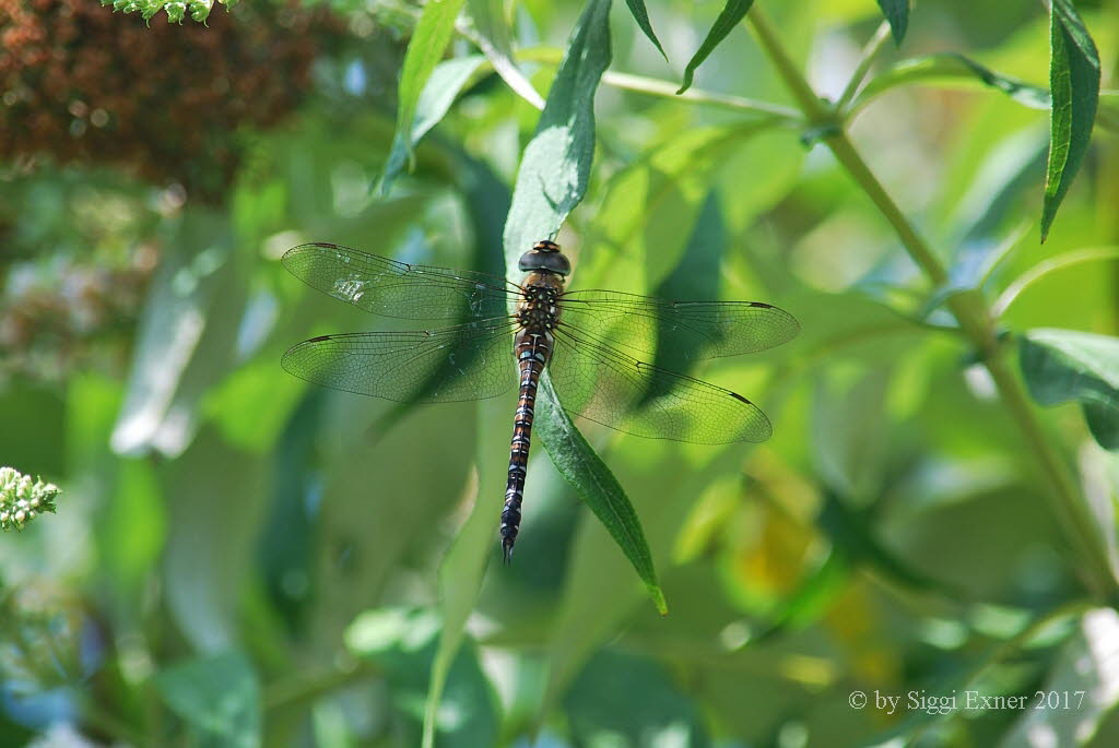 Herbstmosaikjungfer Aeshna mixta