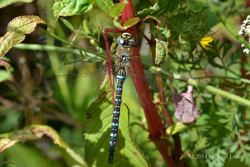 Herbstmosaikjungfer Aeshna mixta