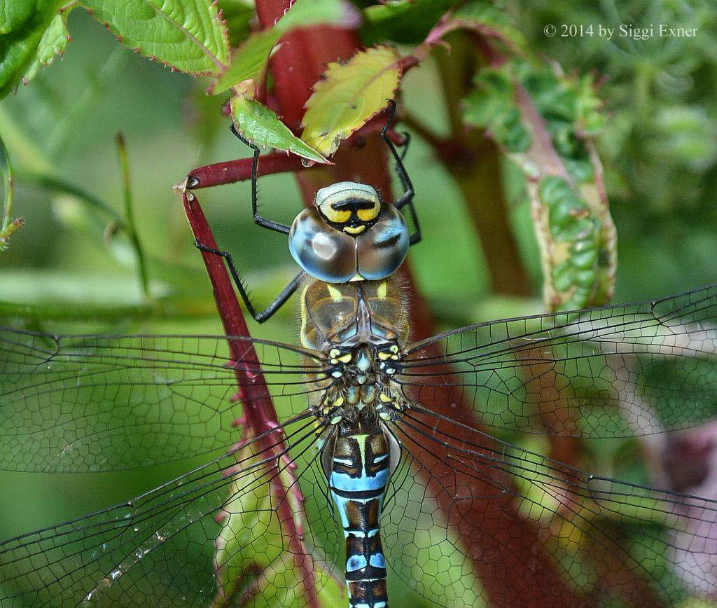 Herbstmosaikjungfer Aeshna mixta