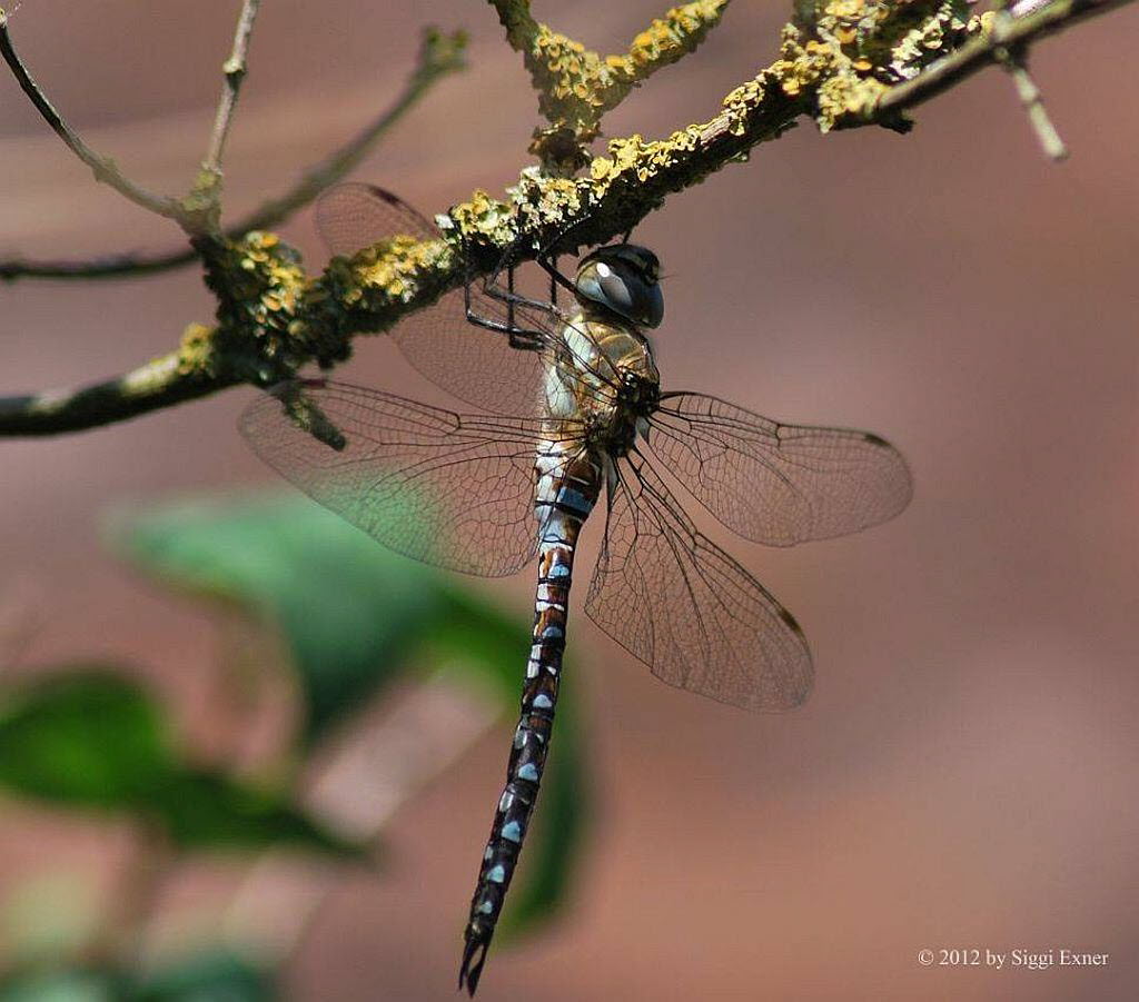 Herbstmosaikjungfer Aeshna mixta