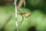 Herbstspinne Metellina segmentata