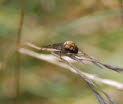 Herbstspinne Metellina segmentata