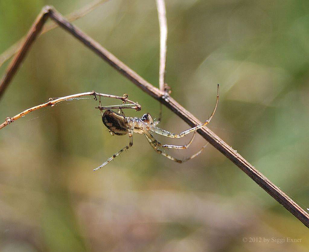 Herbstspinne Metellina segmentata