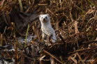 Hermelin /Groer Wiesel  Mustela erminea