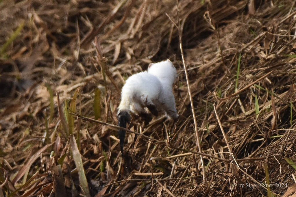 Hermelin /Groer Wiesel  Mustela erminea