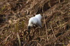 Hermelin /Groer Wiesel  Mustela erminea