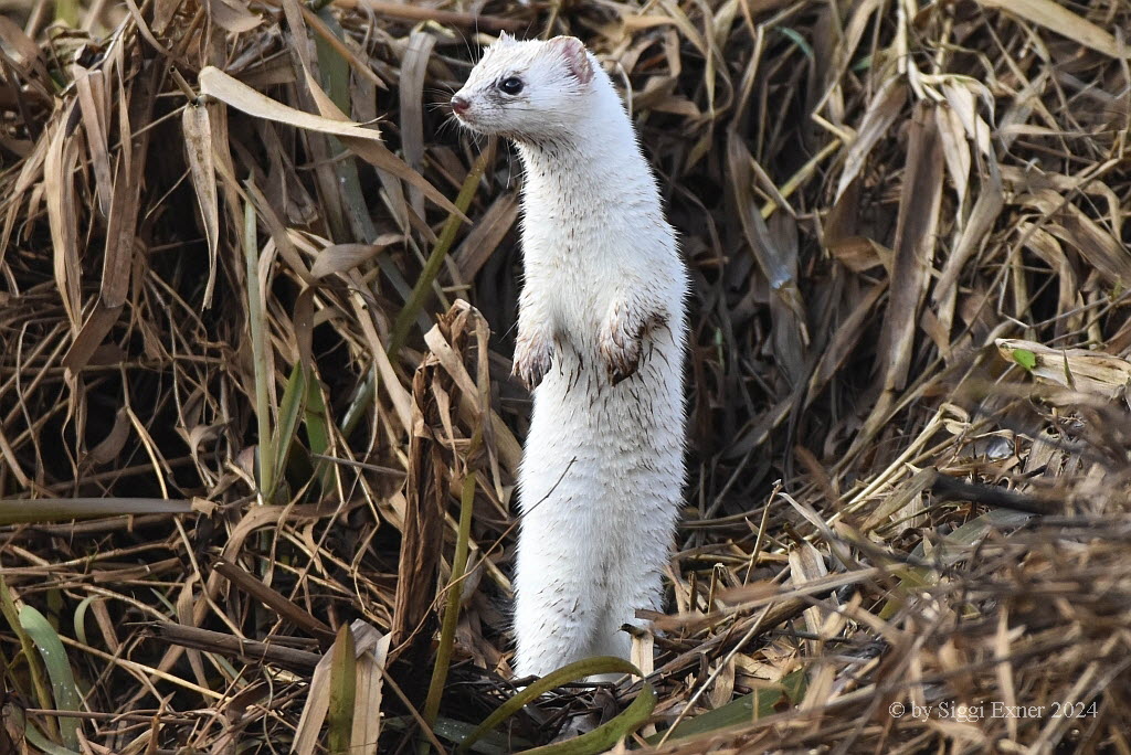 Hermelin /Groer Wiesel  Mustela erminea