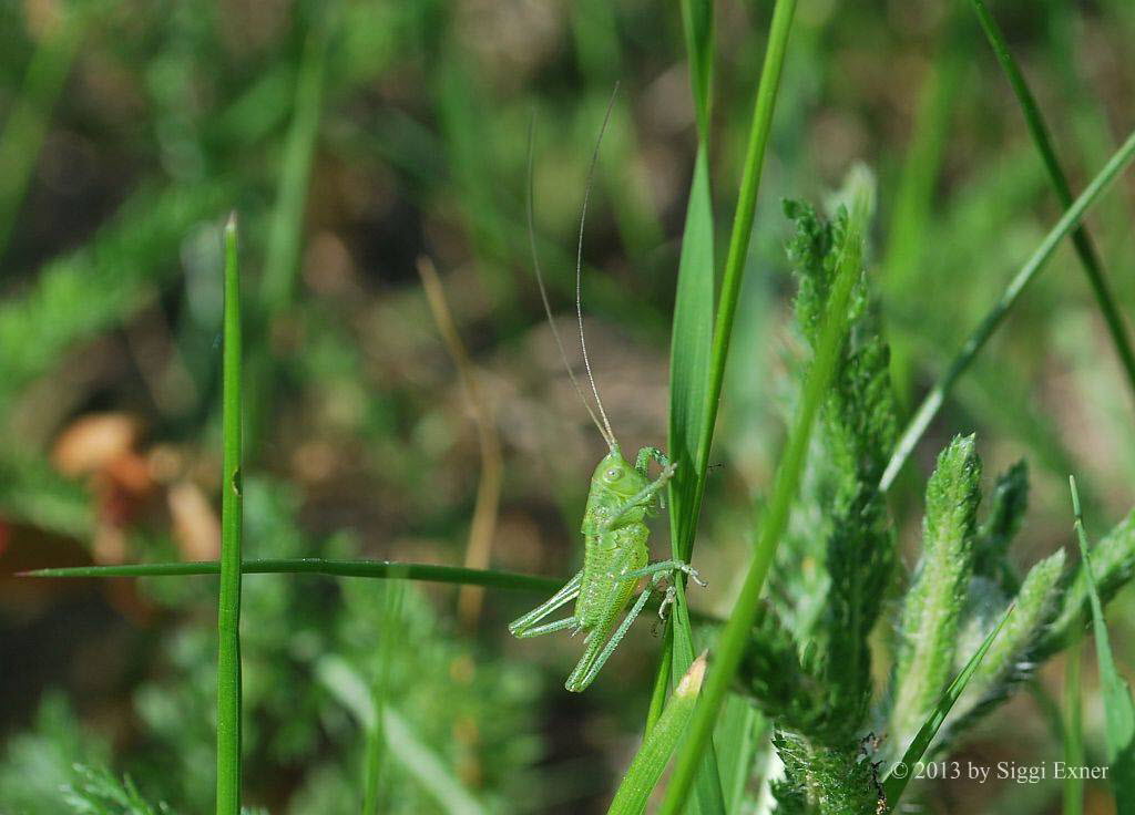 Grnes Heupferd Tettigonia viridissima