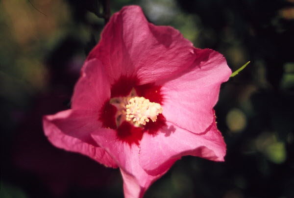 Hibiskus /Straucheibisch Hibiscus syriacus