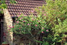 Hibiskus /Straucheibisch Hibiscus syriacus