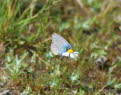 Himmelblauer Bluling Polyommatus bellaargus