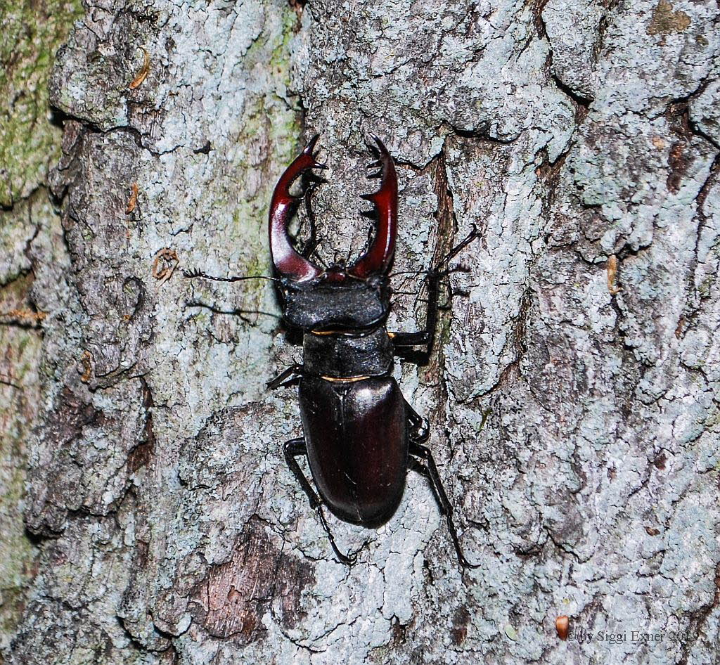 Hirschkfer Lucanus cervus