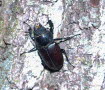 Hirschkfer Lucanus cervus