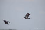 Hohltaube Columba oenas